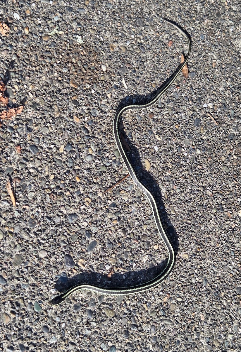 Common Garter Snake - ML645533535