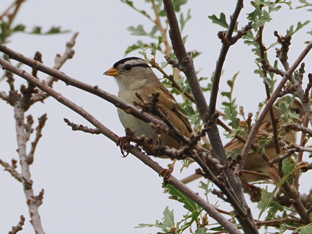 White-crowned Sparrow - ML645533537