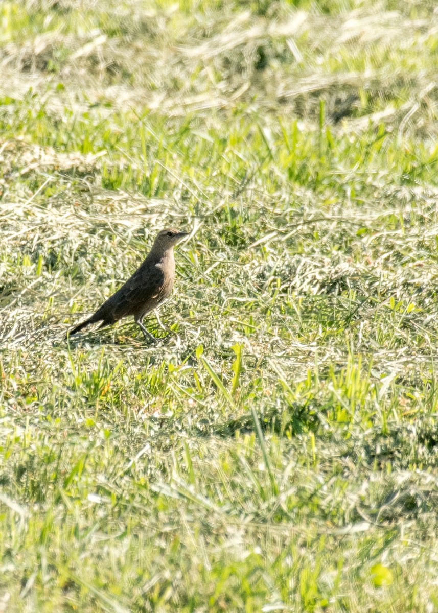Brown-headed Cowbird - ML645533541