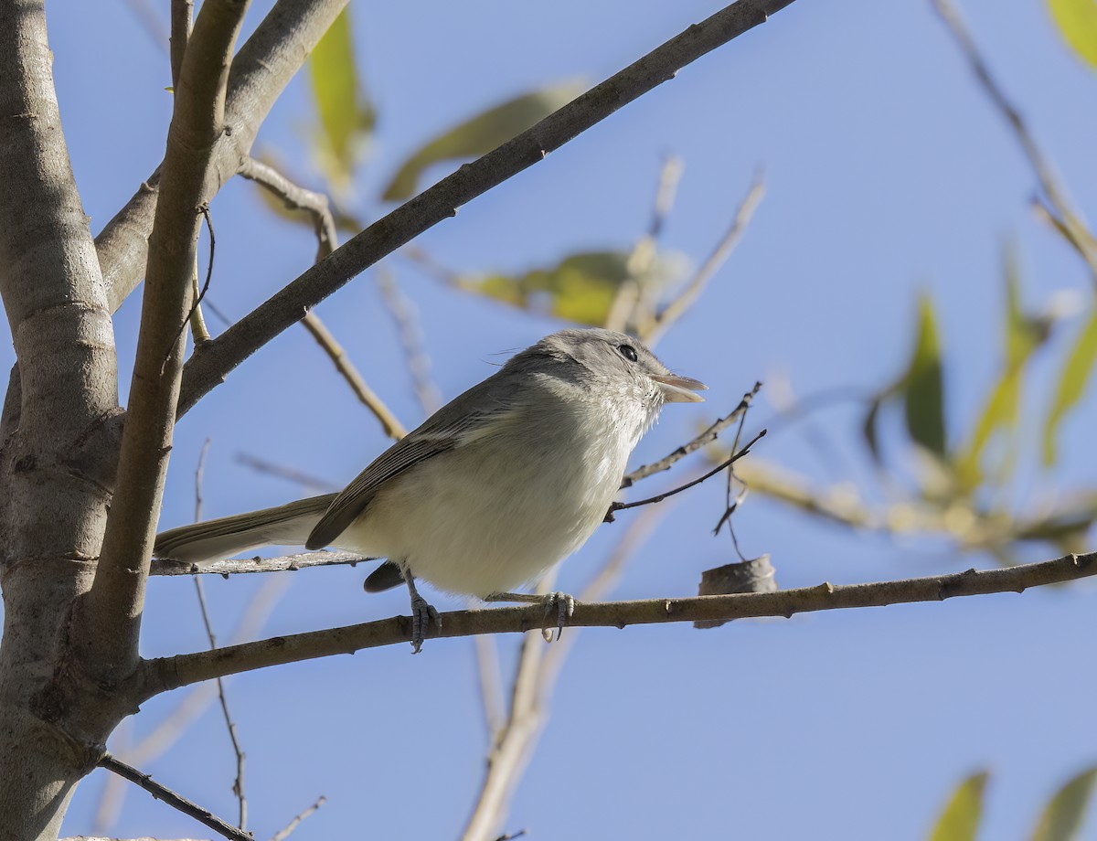 Braunaugenvireo - ML645533542