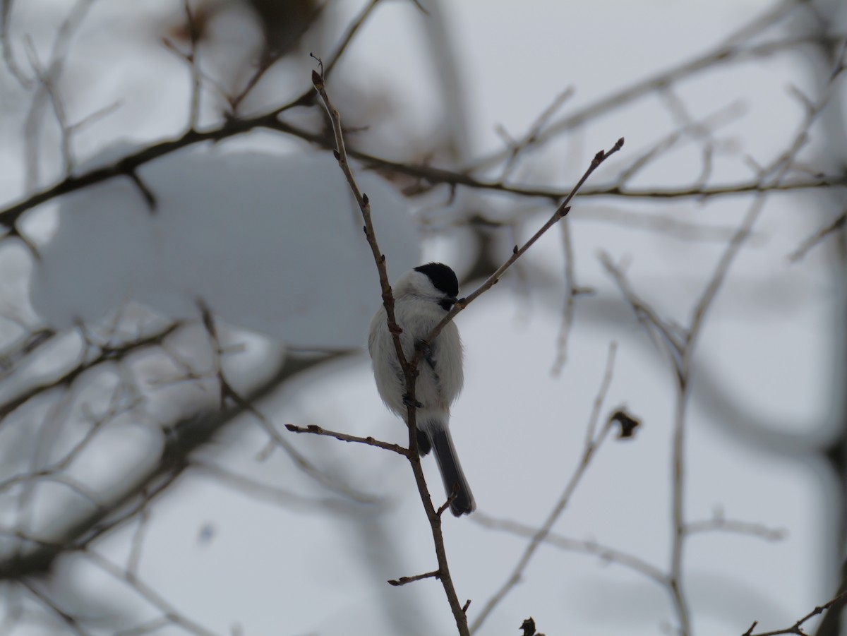 Marsh Tit - ML645533544