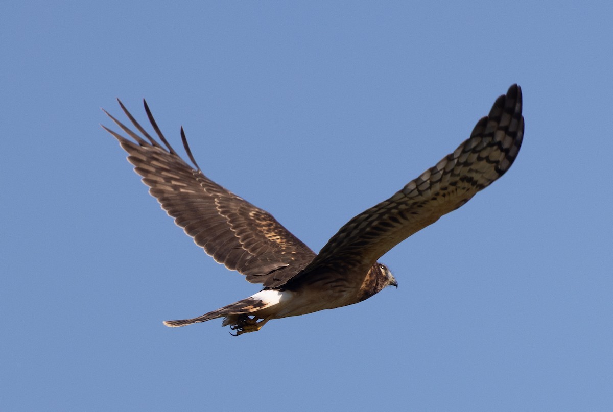 זרון אמריקני - ML645533546