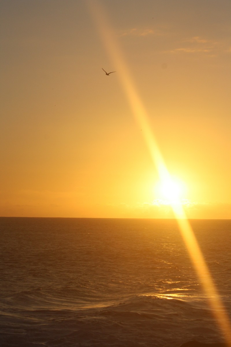 Barau's Petrel - ML645533553