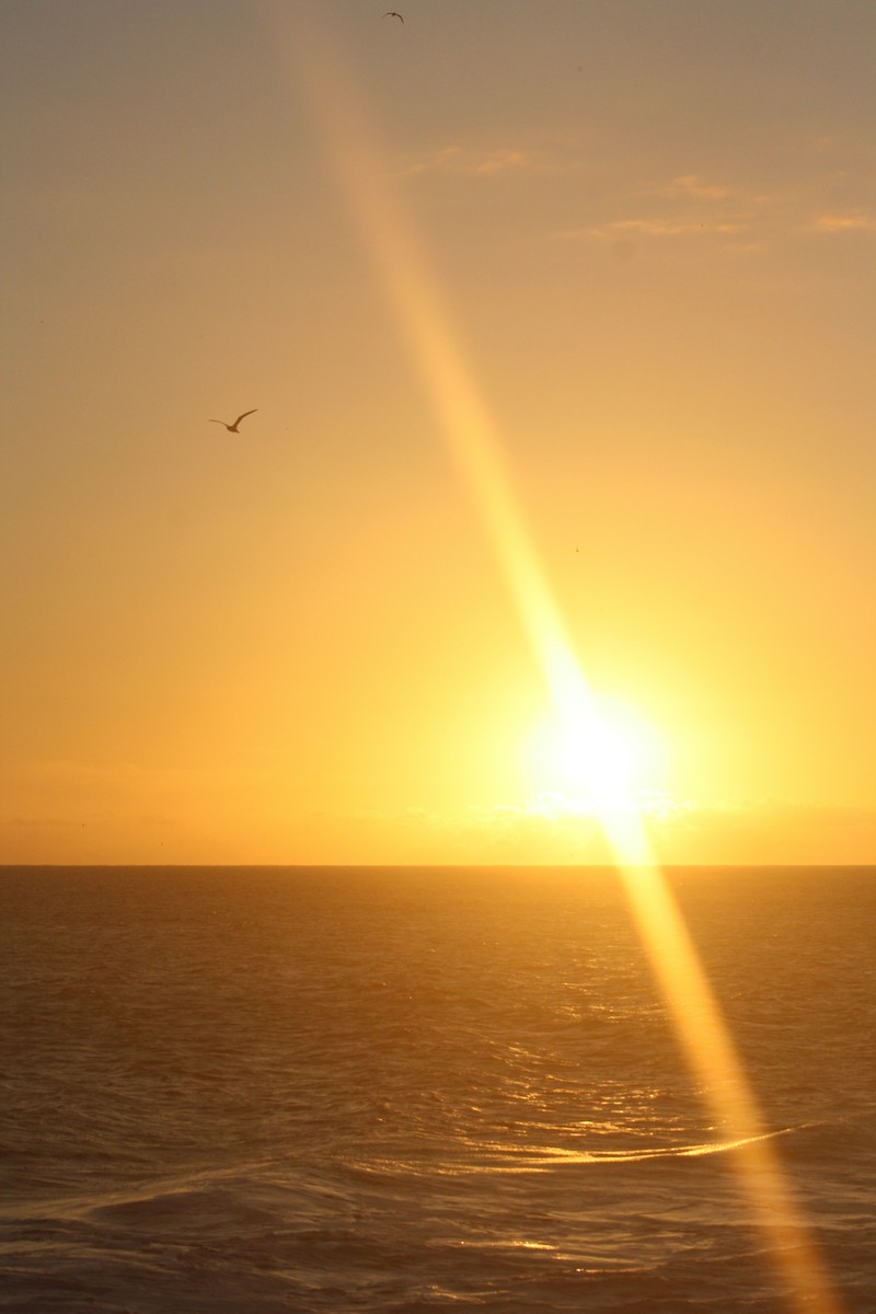 Barau's Petrel - ML645533554