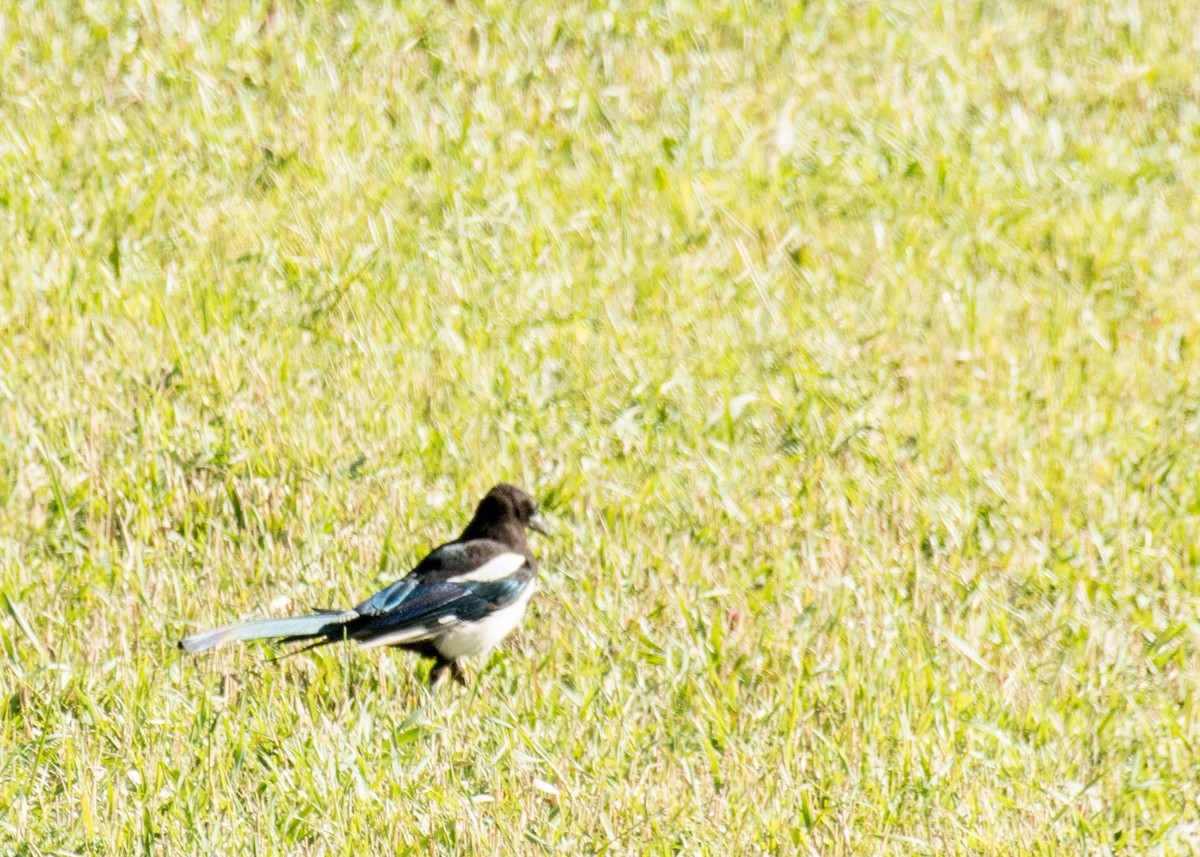 straka americká - ML645533555