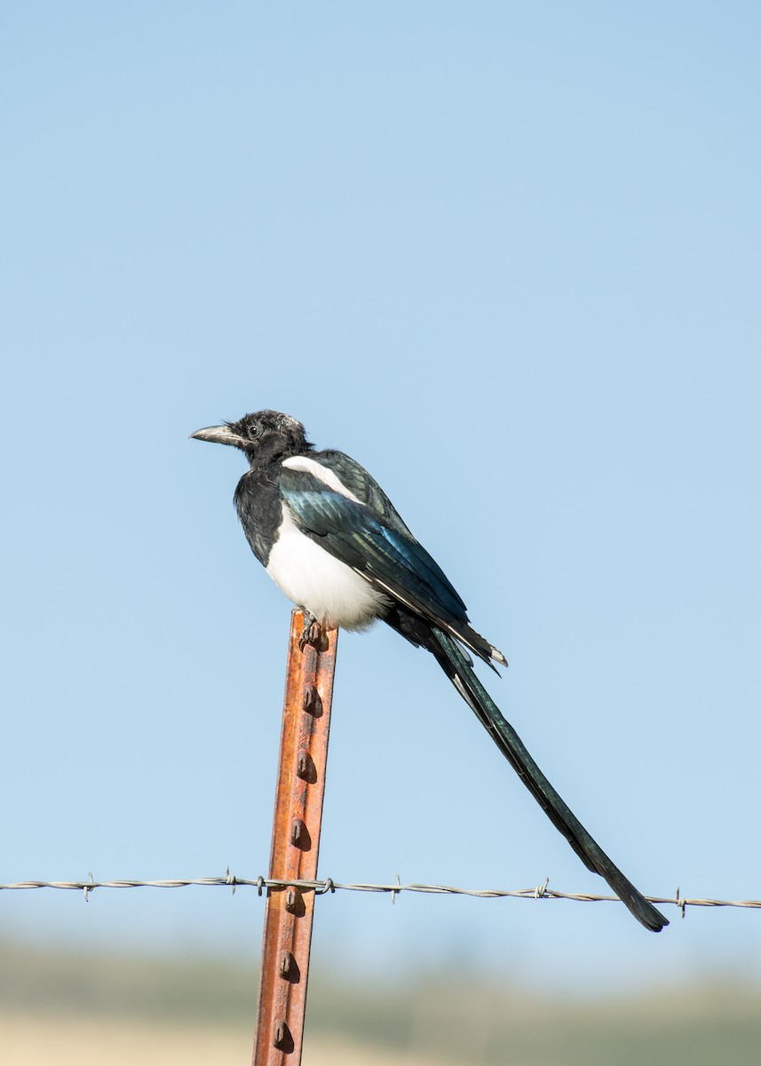 straka americká - ML645533556