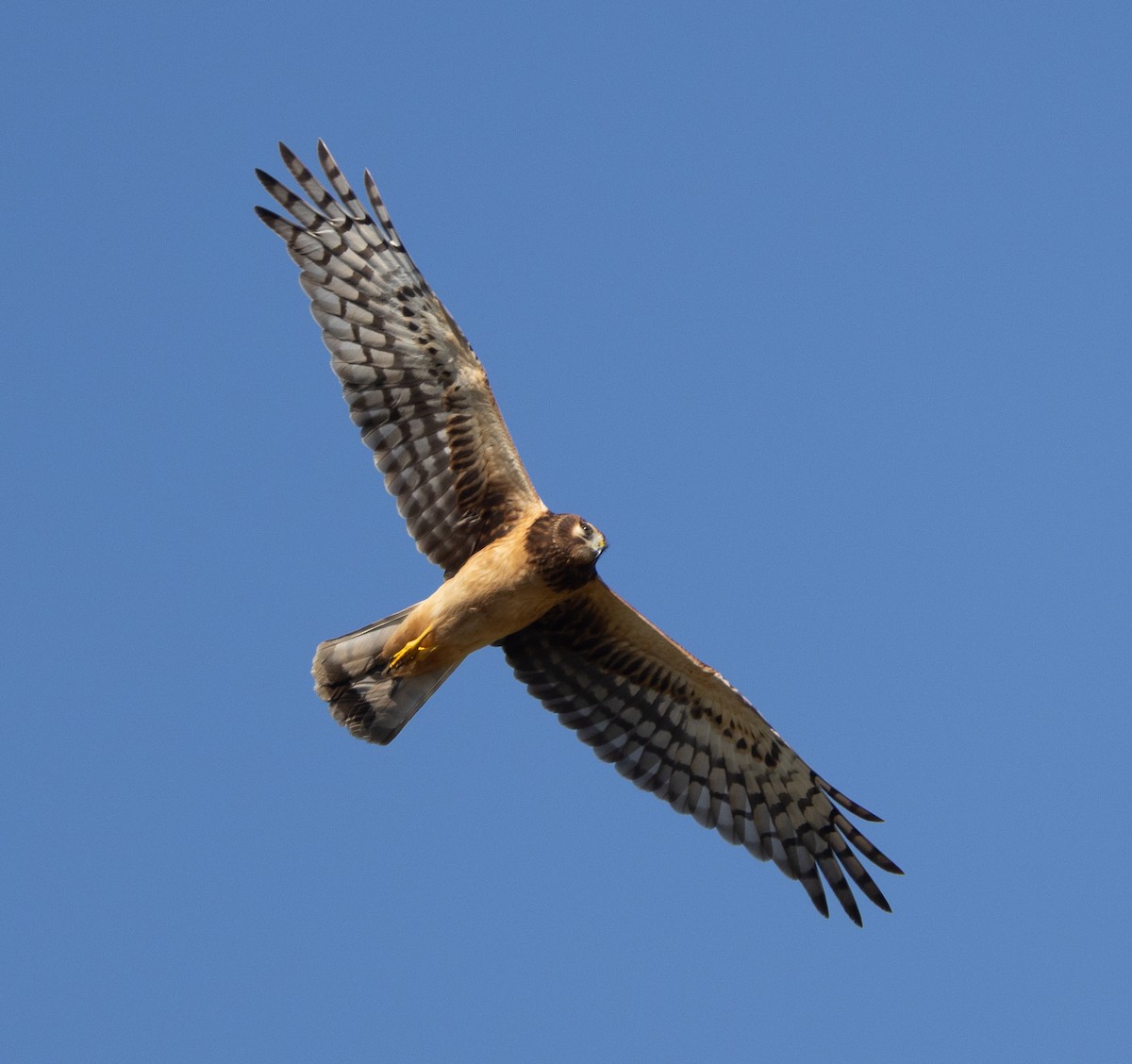 זרון אמריקני - ML645533558