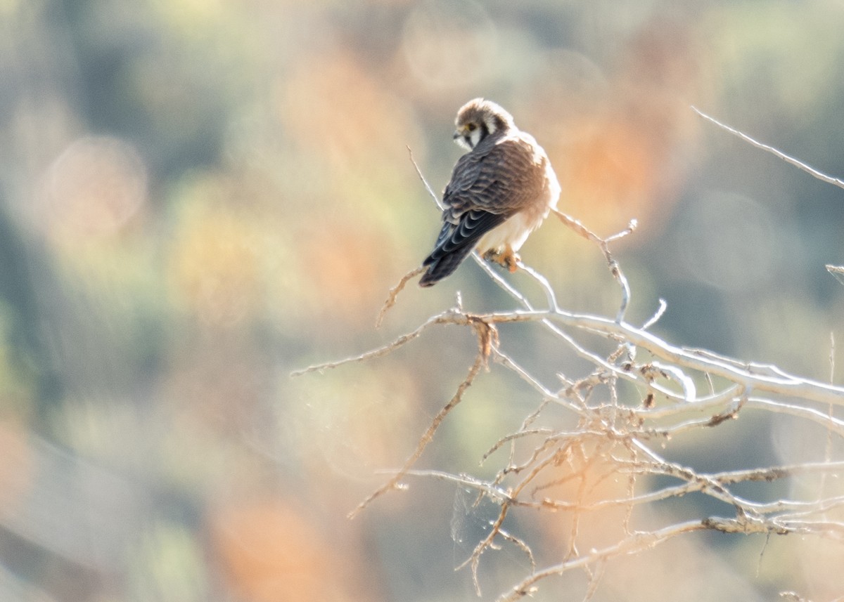 American Kestrel - ML645533574