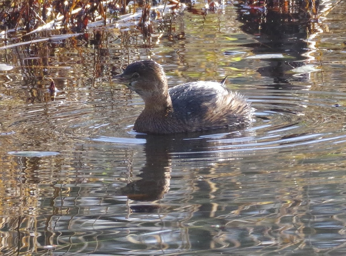 potápka americká - ML645533582