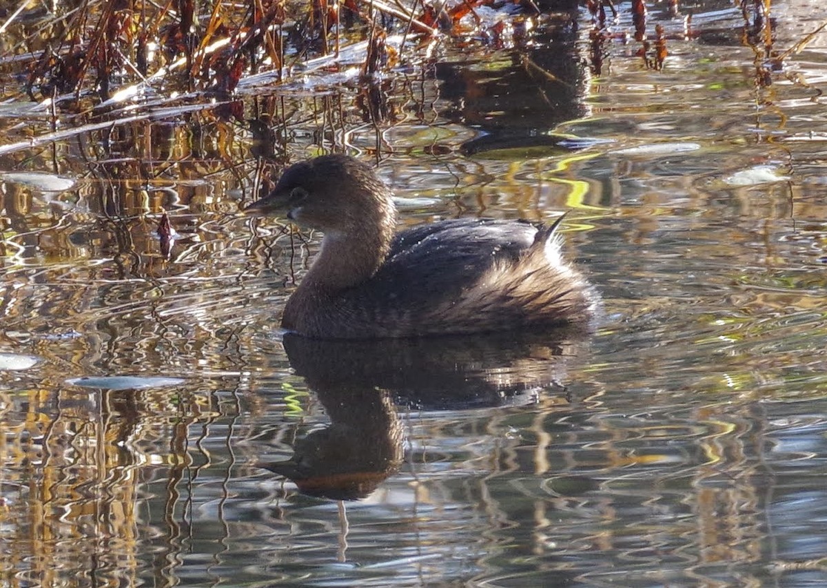 potápka americká - ML645533583