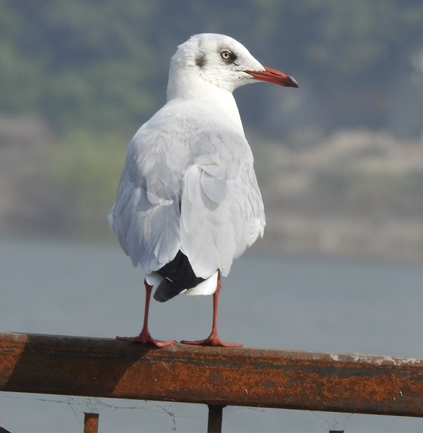 Буроголовая чайка - ML645533586