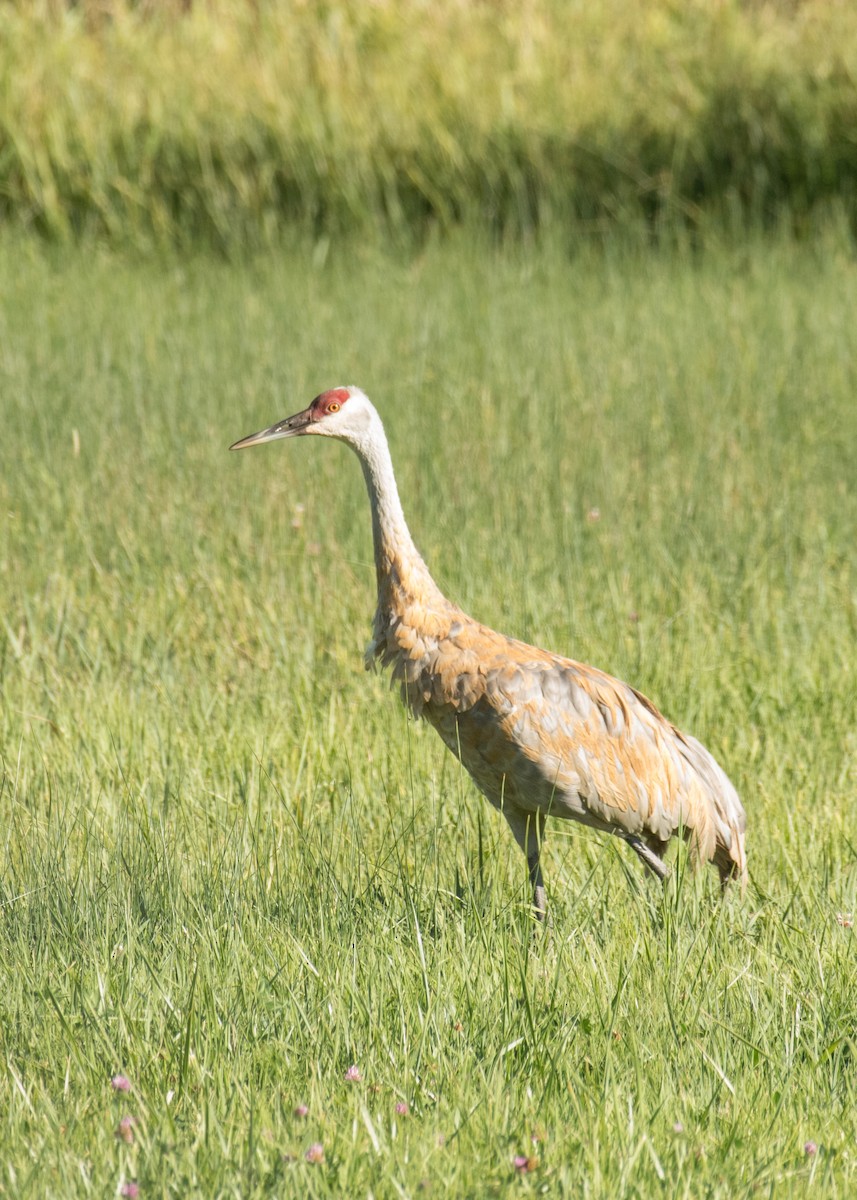 Sandhill Crane - ML645533588