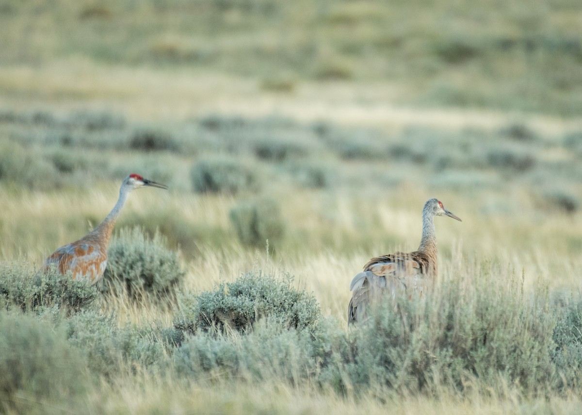 Sandhill Crane - ML645533592