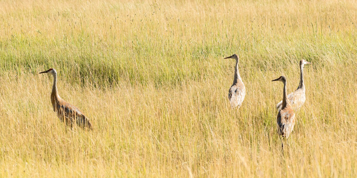 Sandhill Crane - ML645533593
