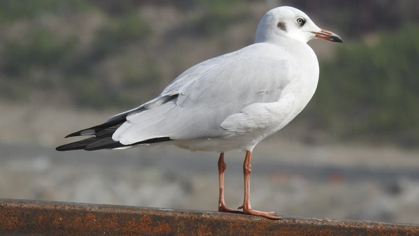 Буроголовая чайка - ML645533596