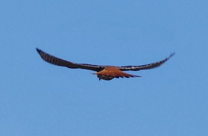 poštolka pestrá - ML645533598