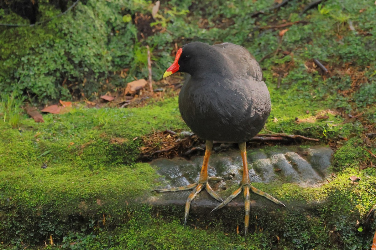 Gallineta Enlutada - ML645533600