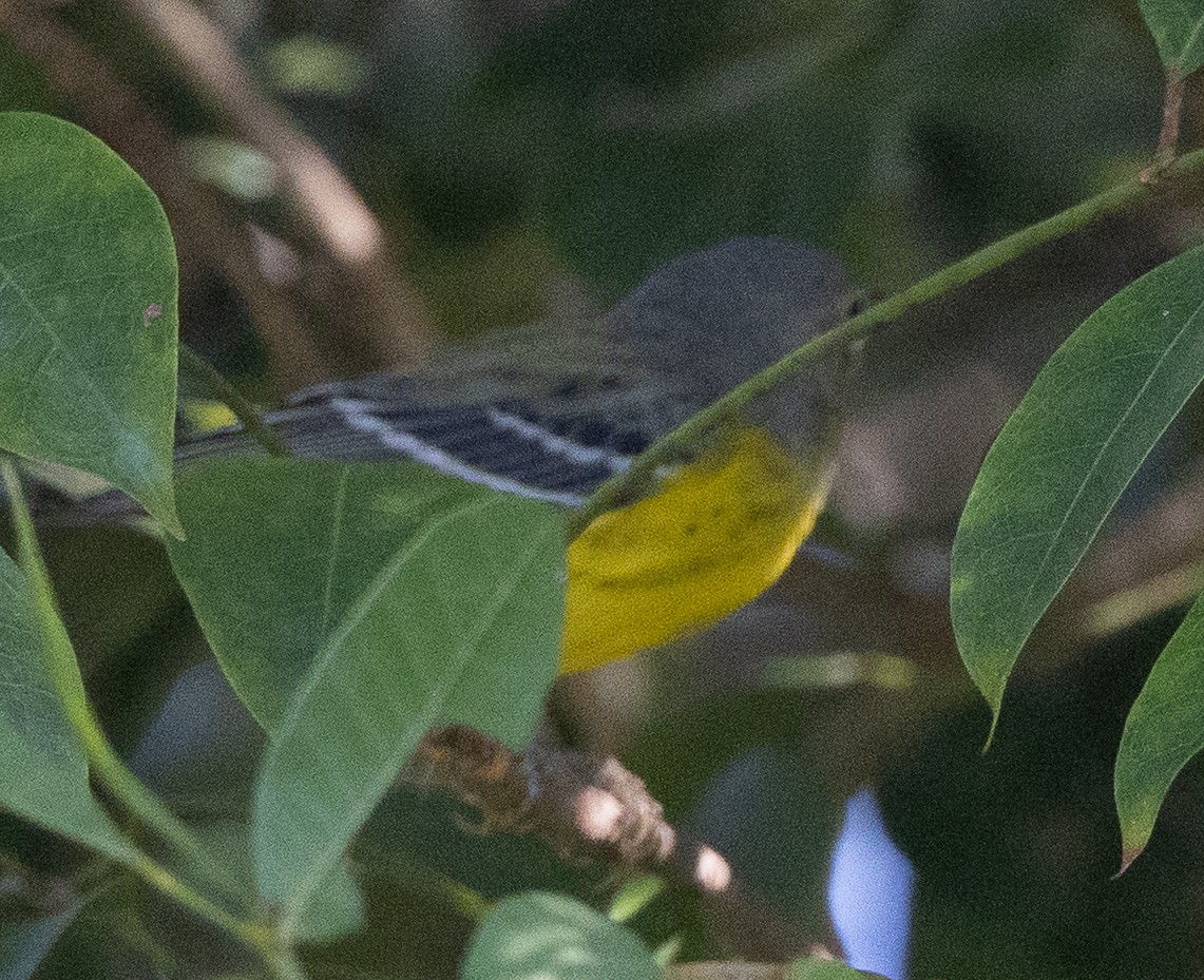 Magnolia Warbler - ML645533604