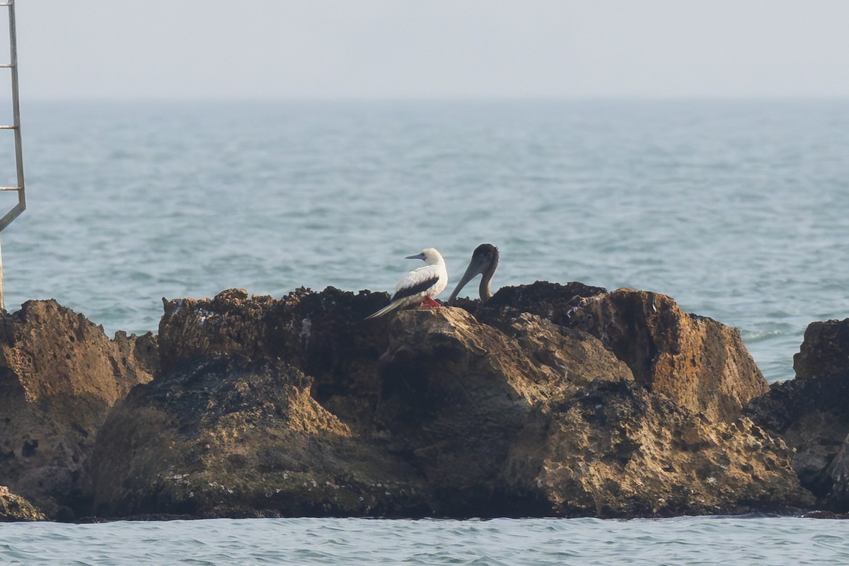 סולה אדומת-רגל - ML645533605