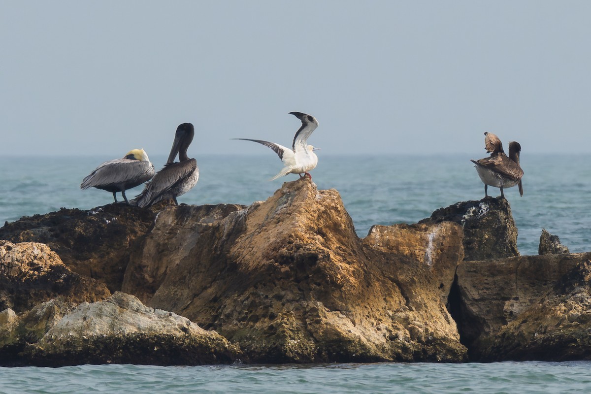 סולה אדומת-רגל - ML645533606