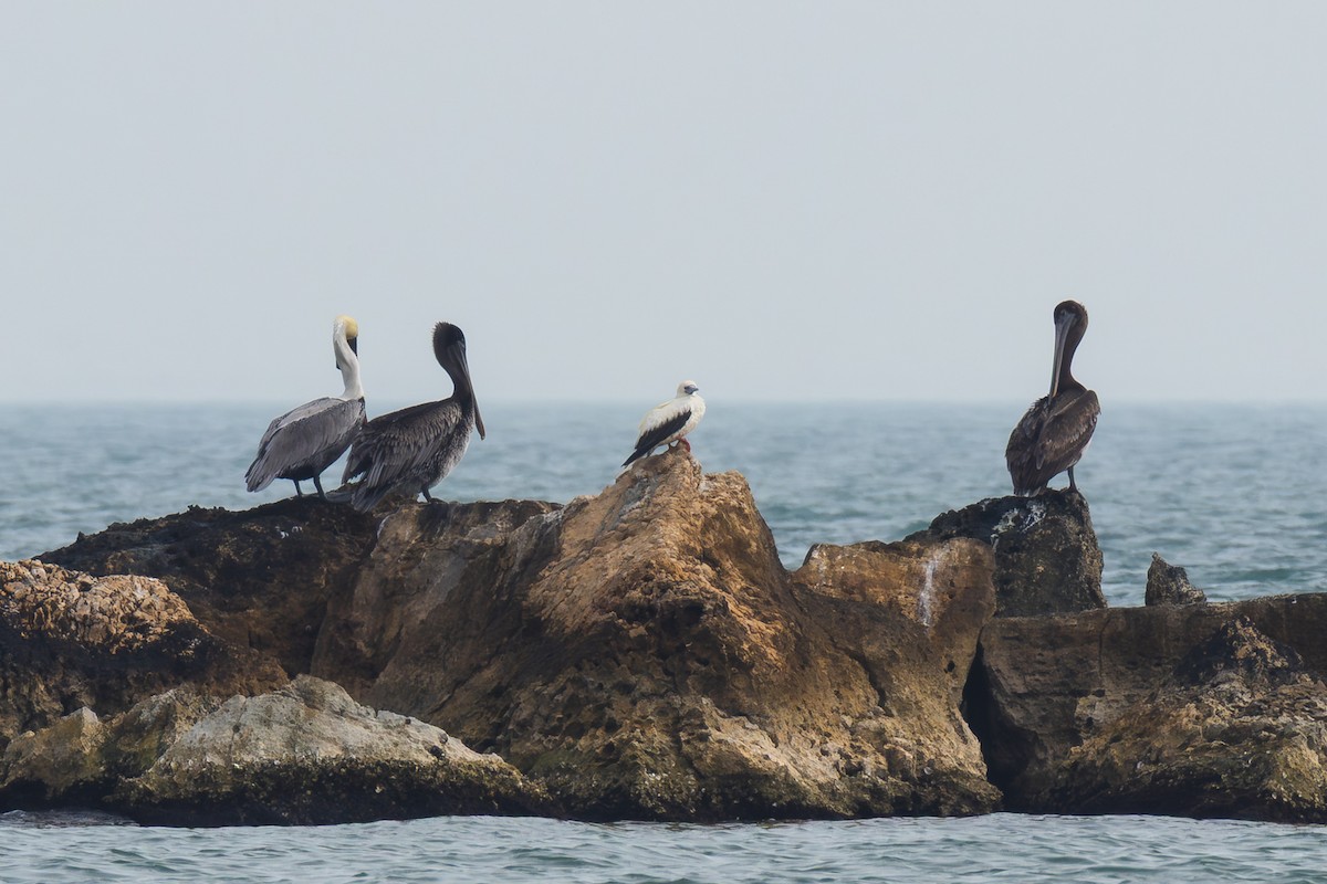 Red-footed Booby - ML645533607