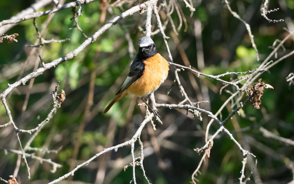 Common Redstart (Ehrenberg's) - ML645533610