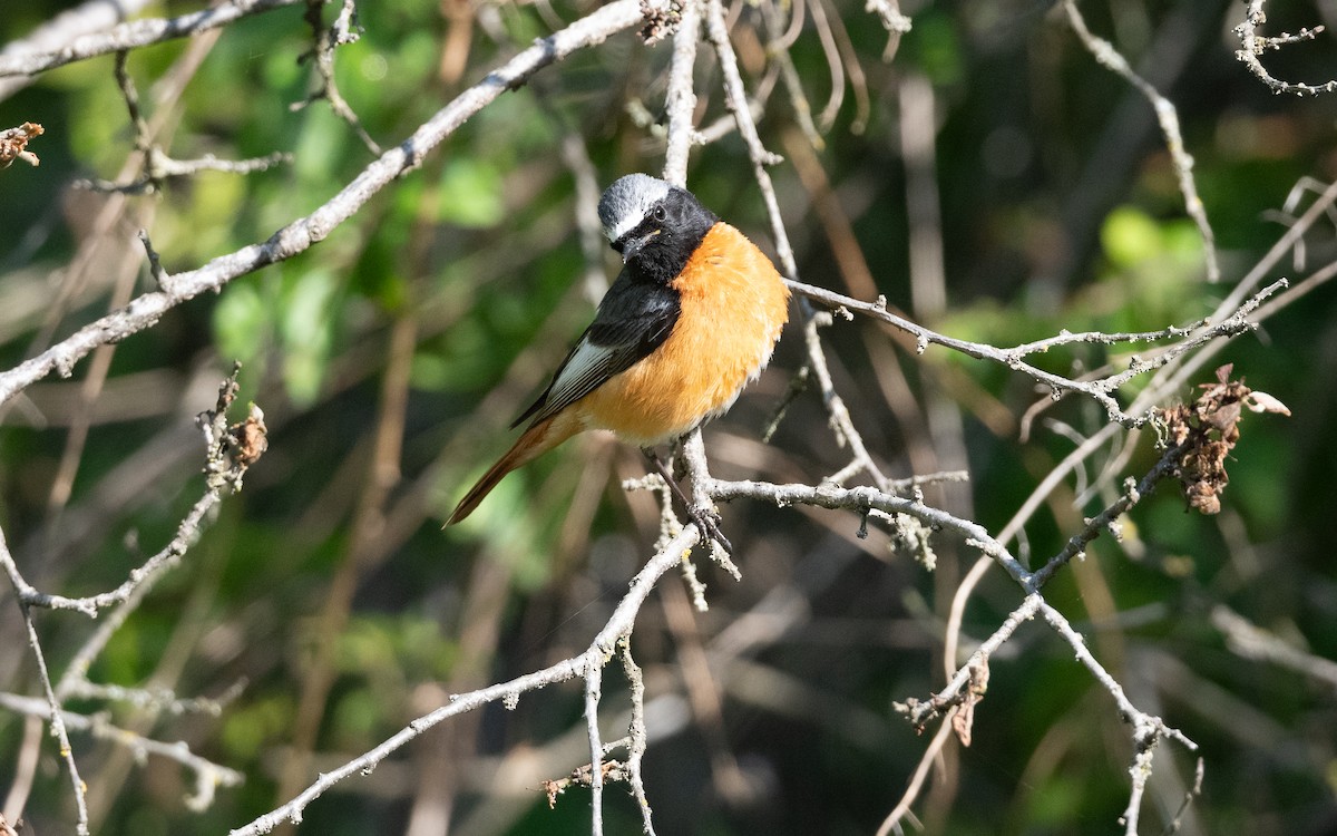 Common Redstart (Ehrenberg's) - ML645533611