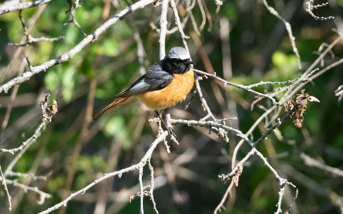 Common Redstart (Ehrenberg's) - ML645533612