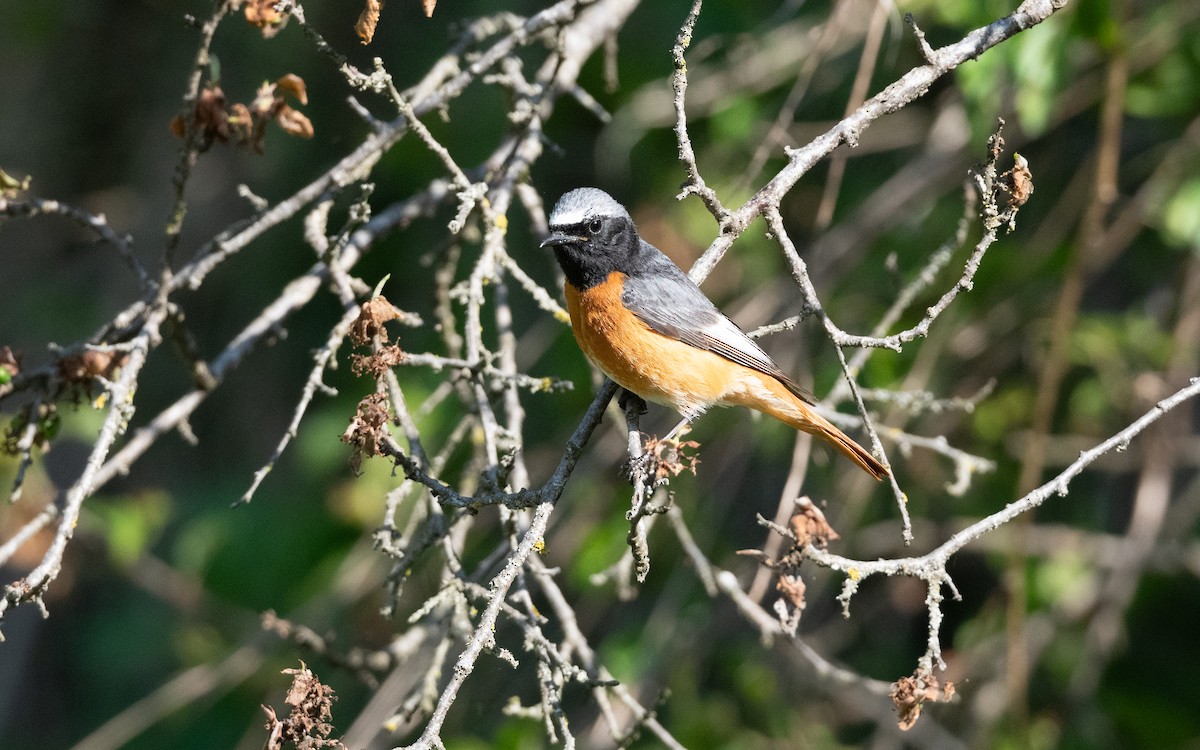 Common Redstart (Ehrenberg's) - ML645533613