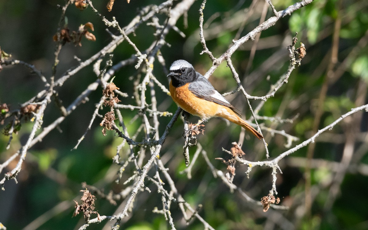 Common Redstart (Ehrenberg's) - ML645533614