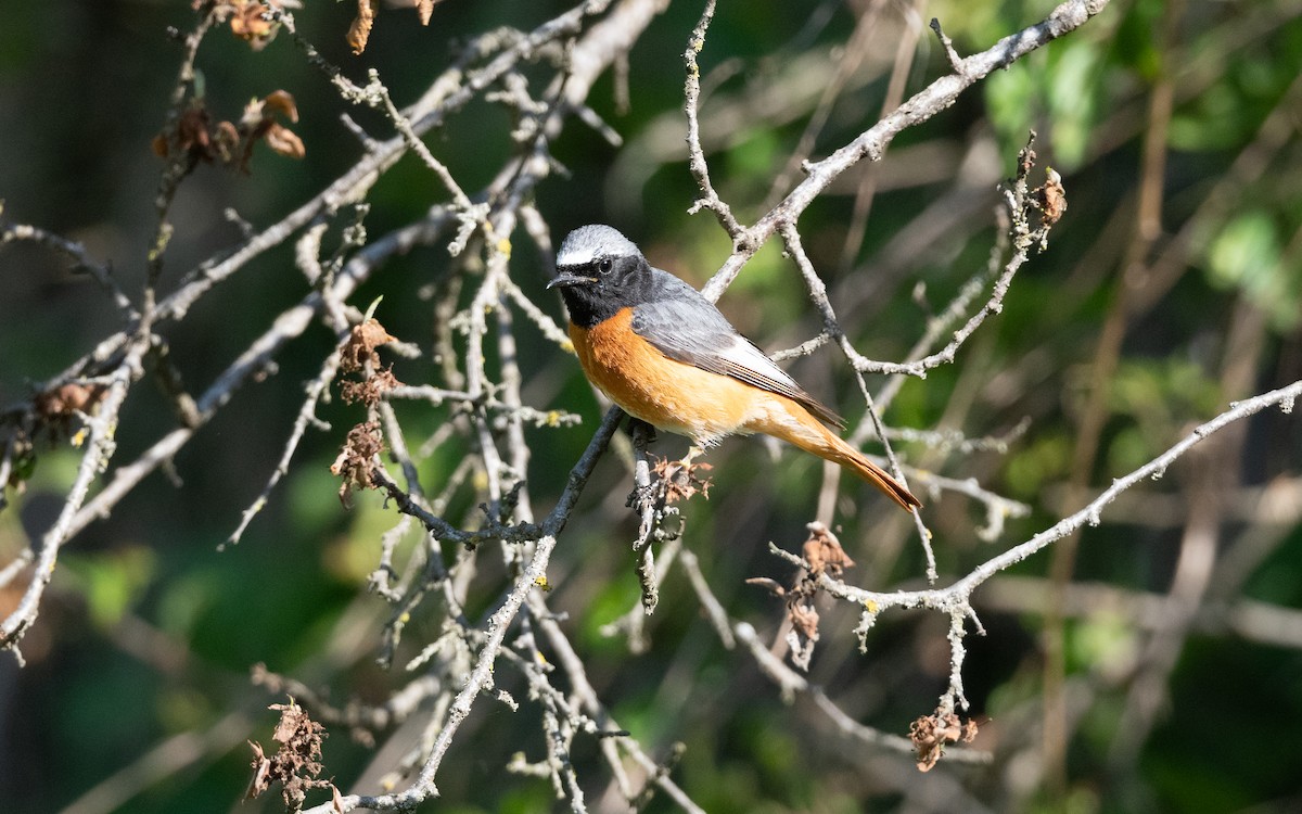 Common Redstart (Ehrenberg's) - ML645533615
