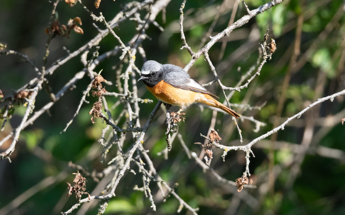 Common Redstart (Ehrenberg's) - ML645533616