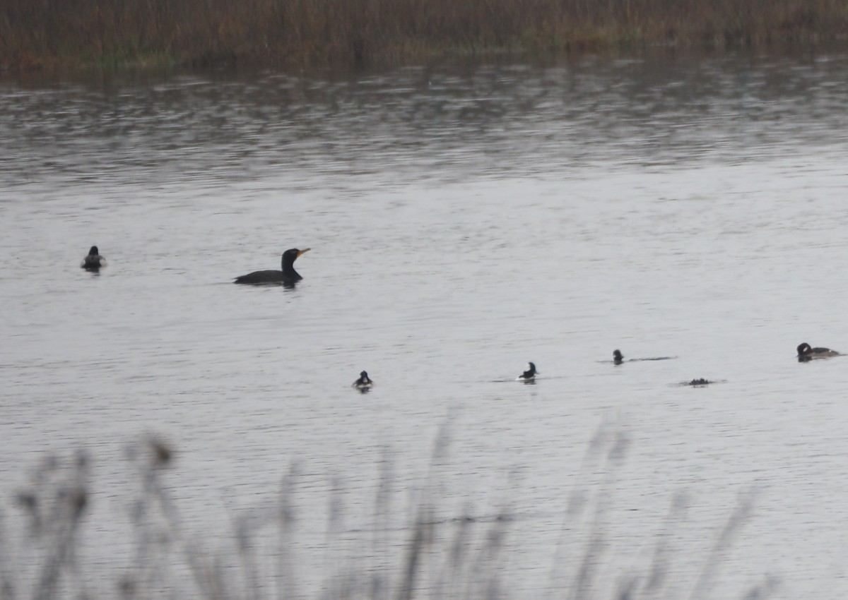 Cormorán Orejudo - ML645533618