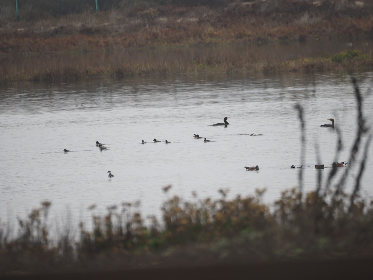 Cormorán Orejudo - ML645533619