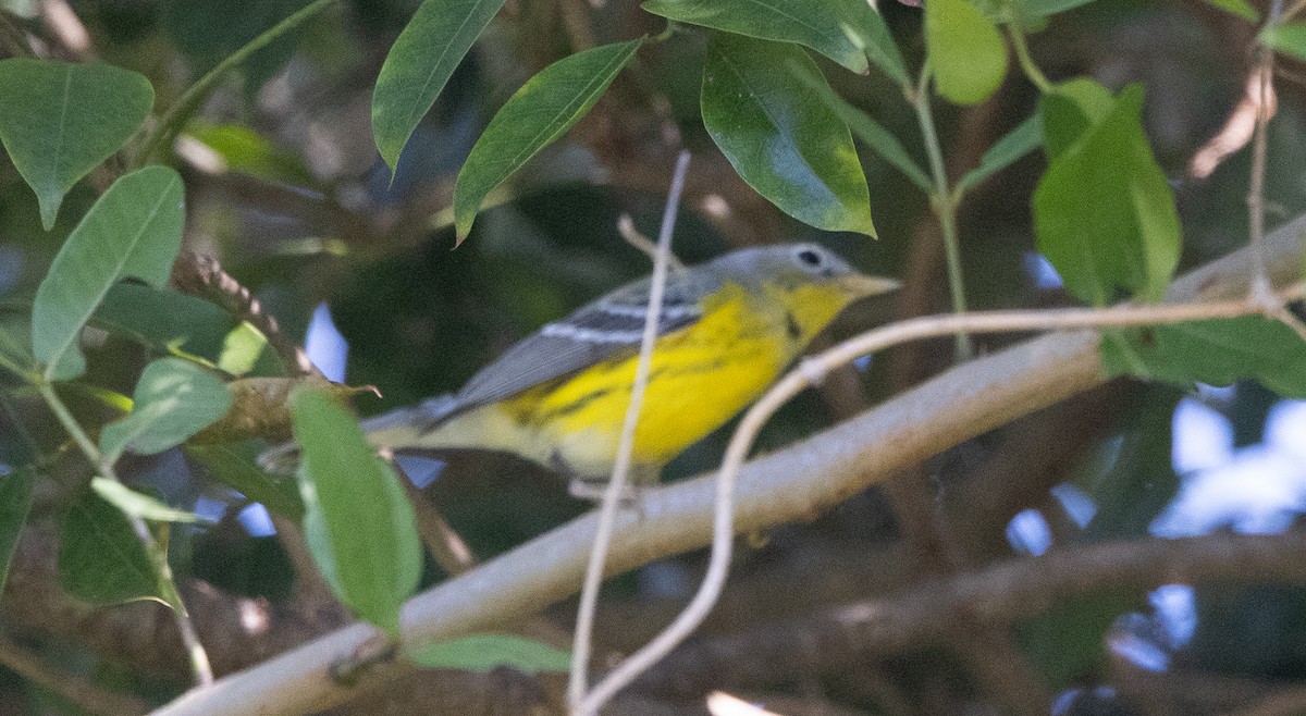 Reinita de Magnolia - ML645533620