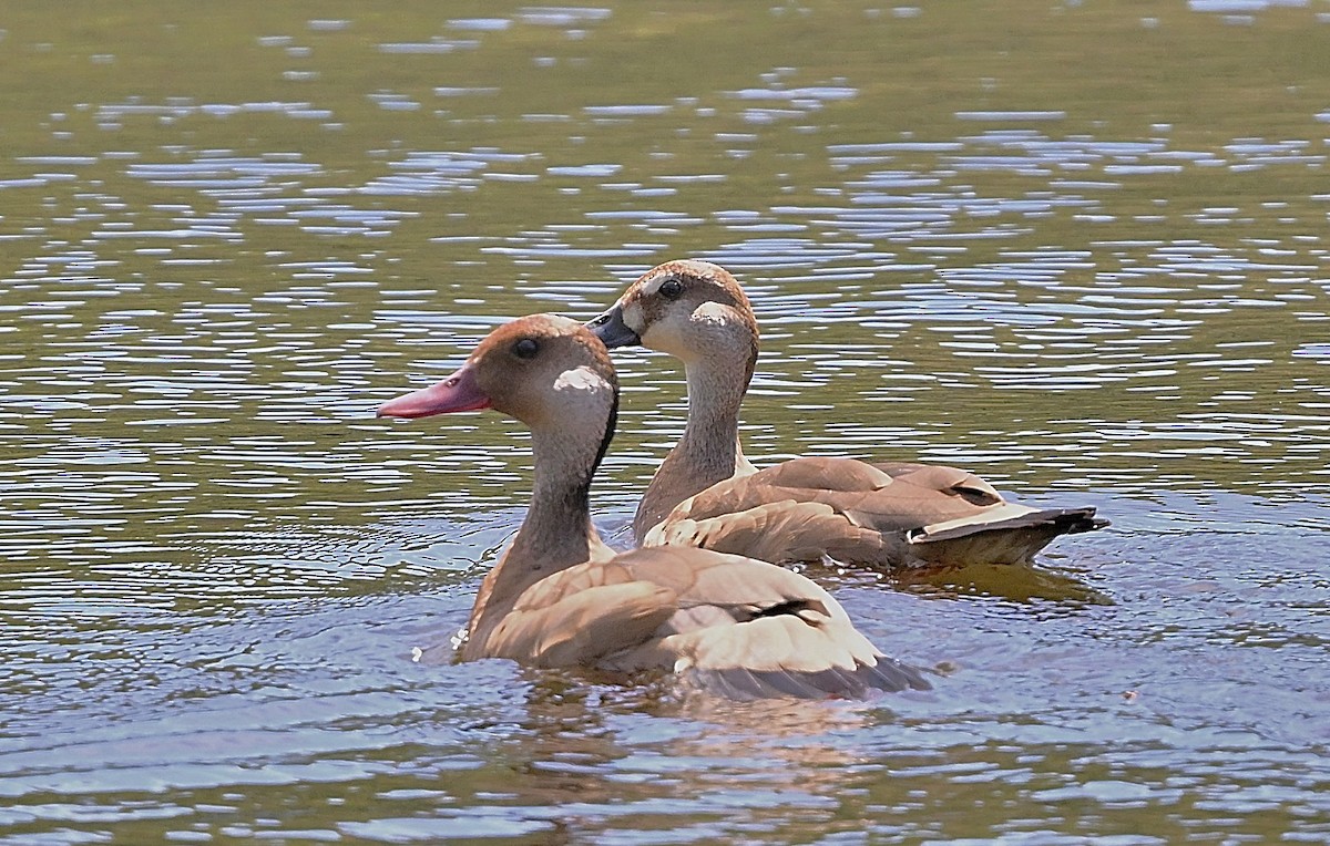 Pato Brasileño - ML645533621