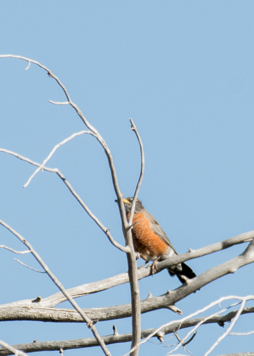 Zorzal Americano - ML645533622