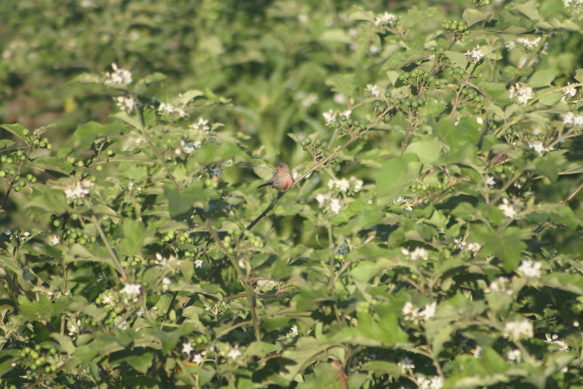 Estrilda Común - ML645533624