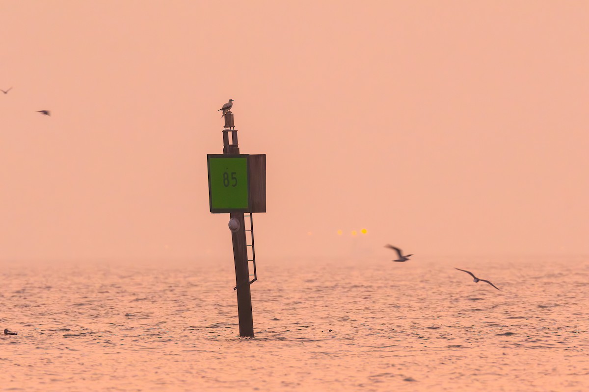 סולה אדומת-רגל - ML645533626