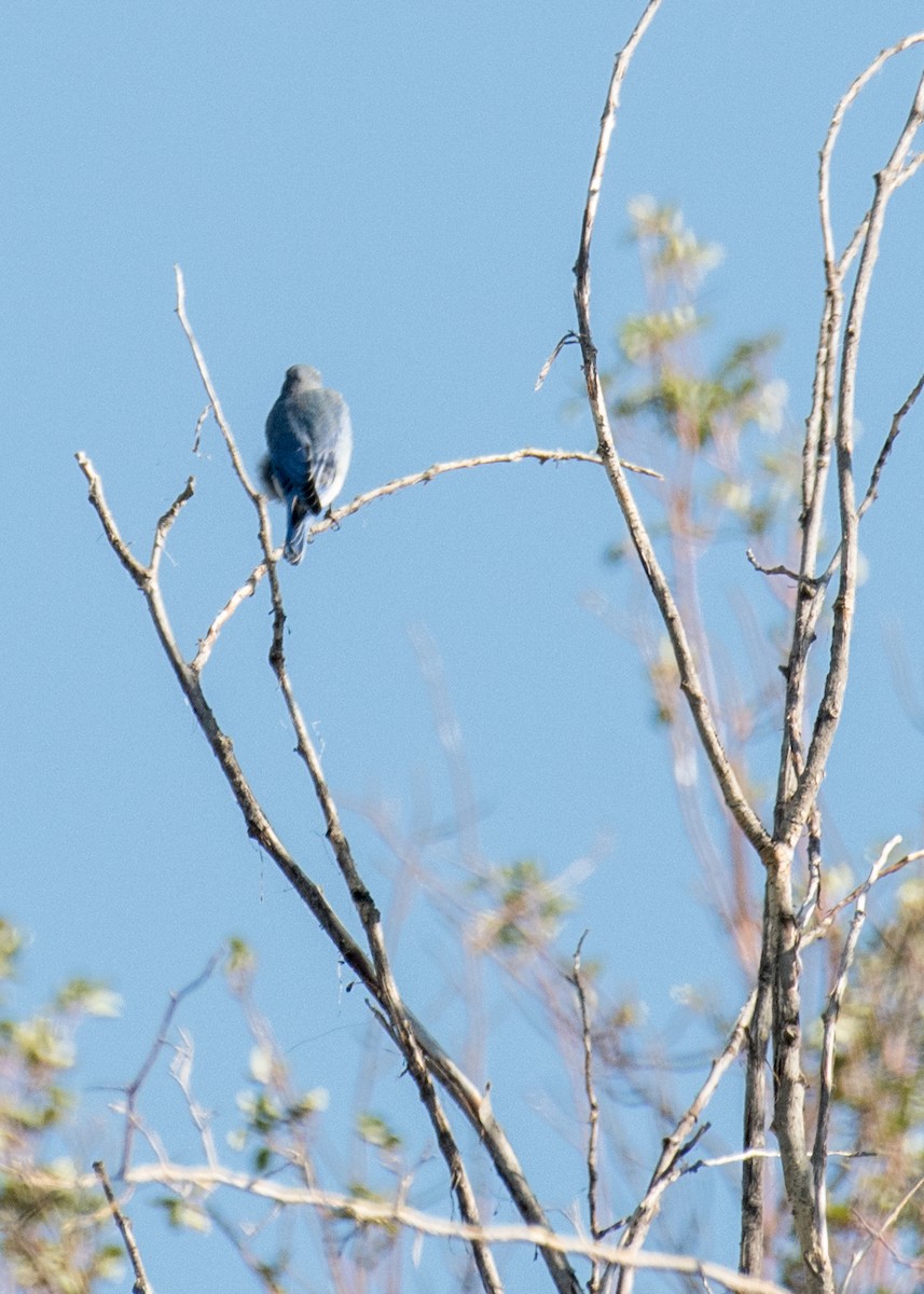 Azulejo Claro - ML645533627