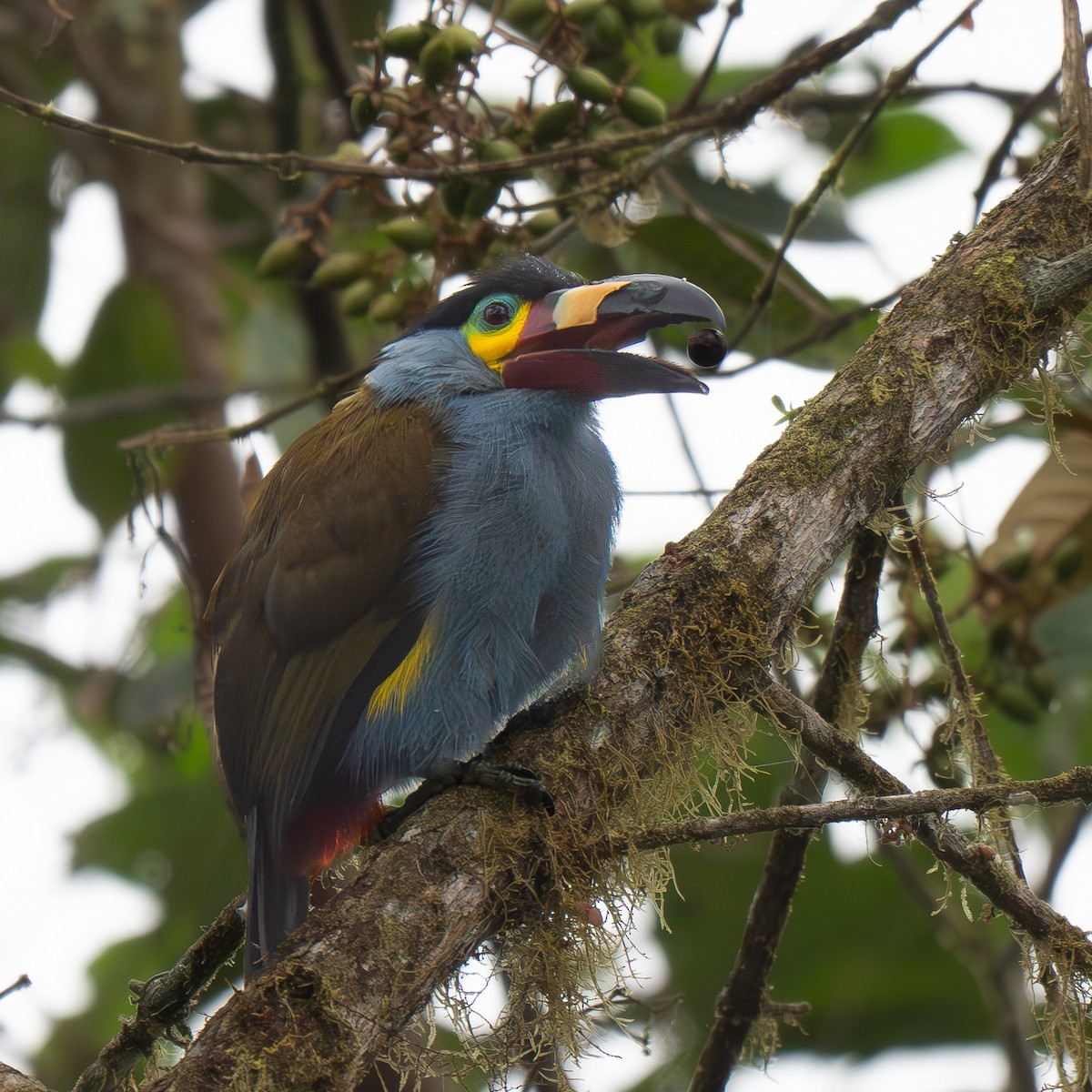 Tucán Piquiplano - ML645533628