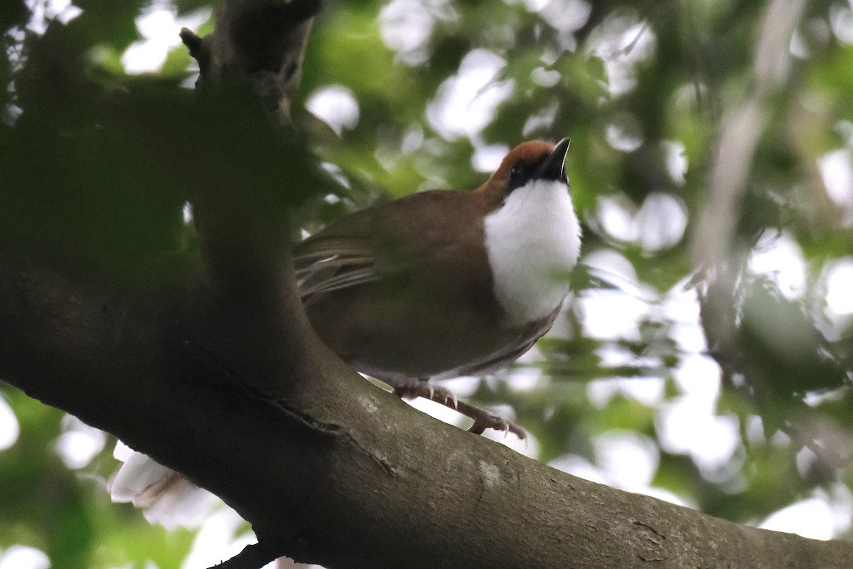 Charlatán Coronirrufo - ML645533629