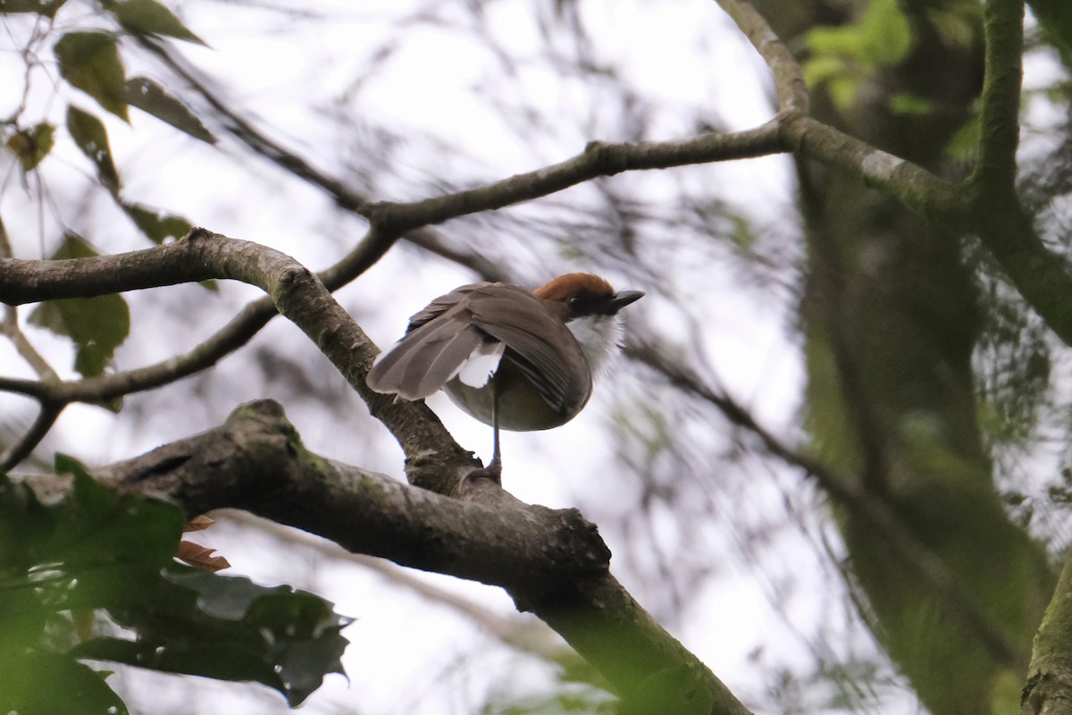 Charlatán Coronirrufo - ML645533630