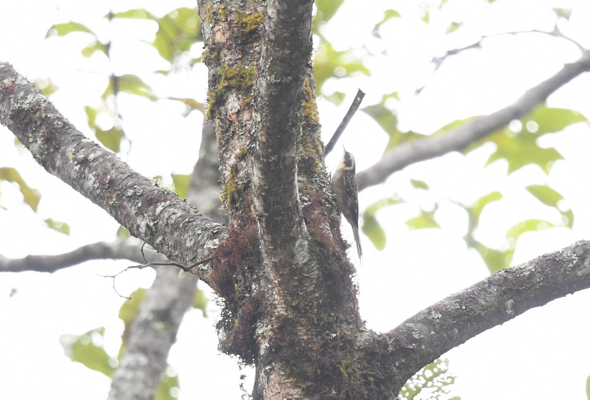 Agateador Nepalí - ML645533631