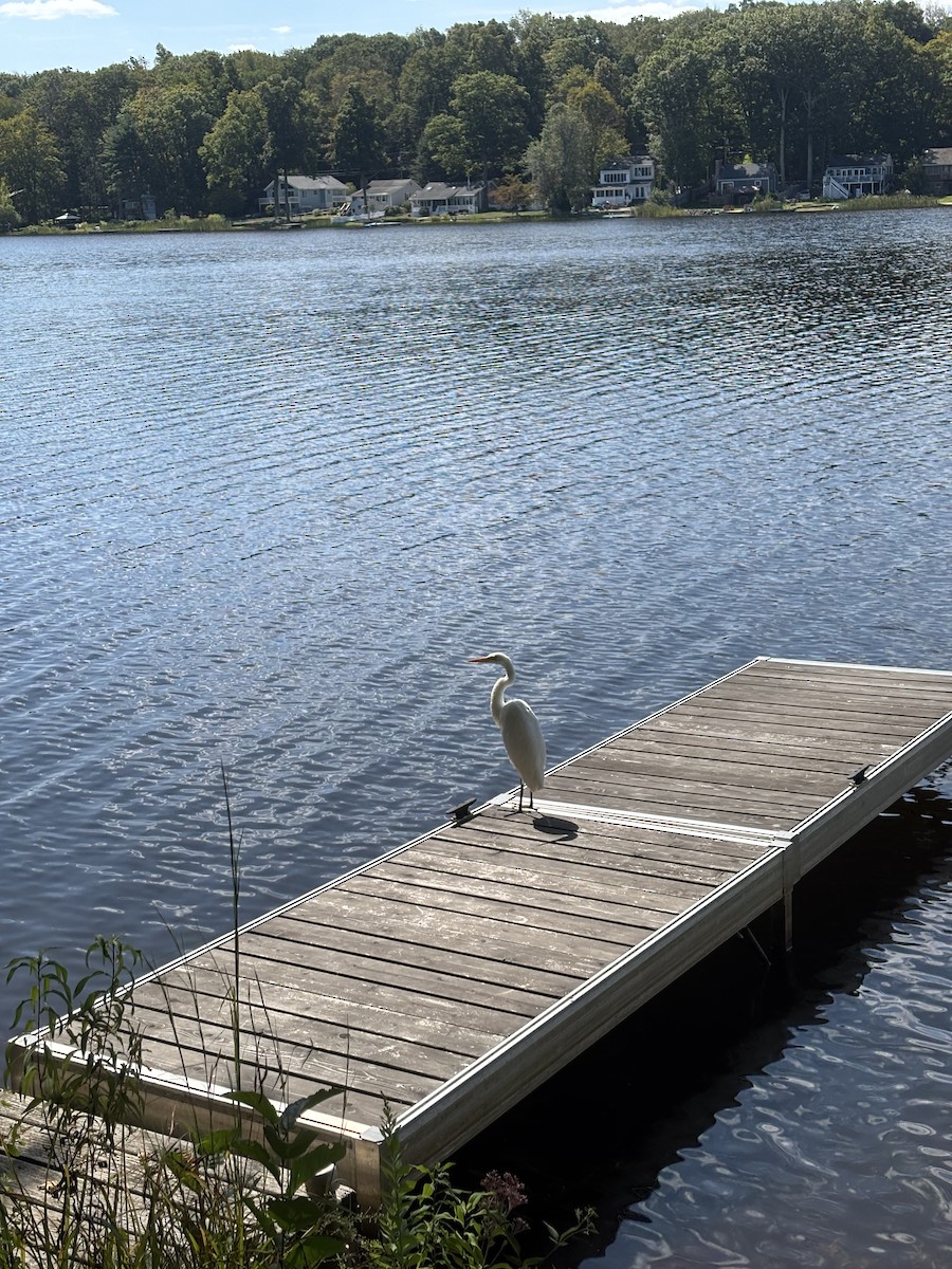 Garceta Grande - ML645533632