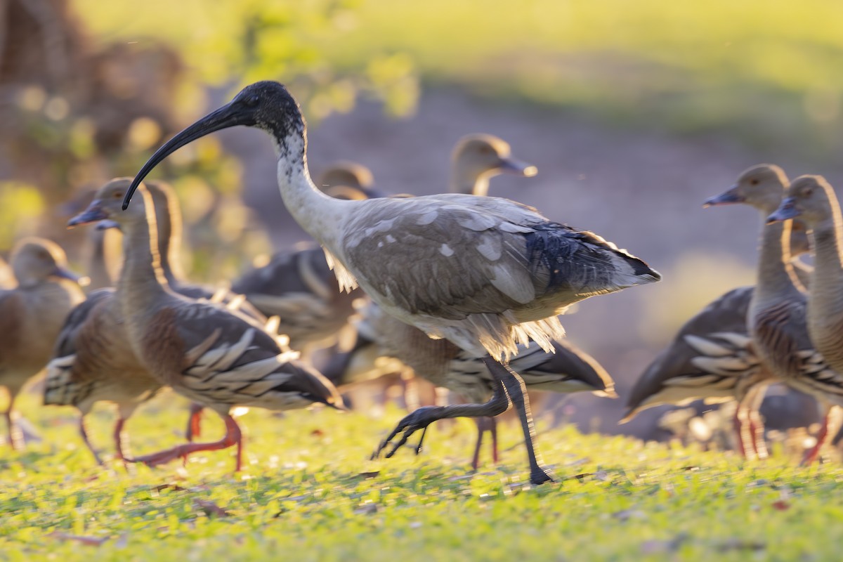 Ibis Moluqueño - ML645533633