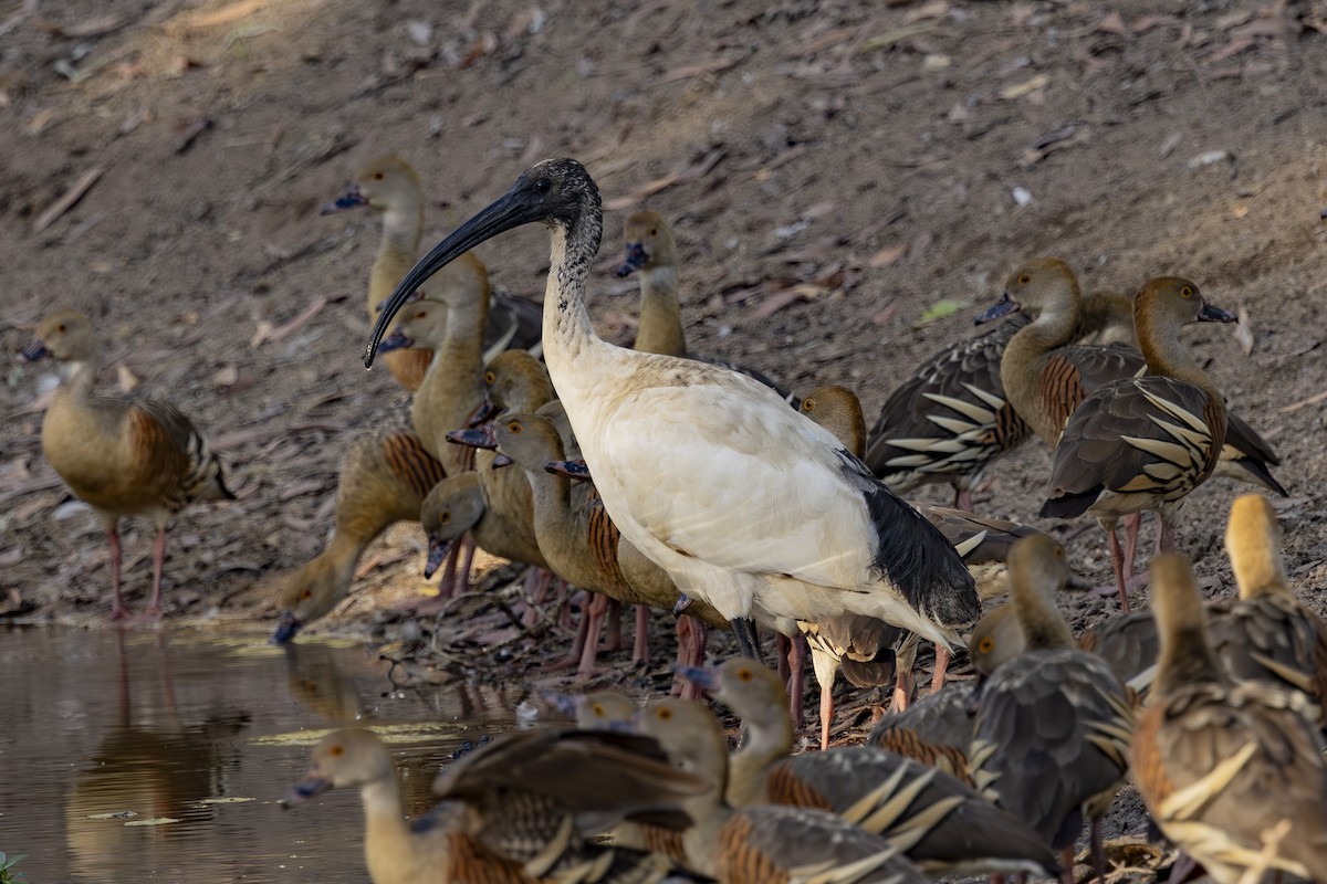 Ibis Moluqueño - ML645533634