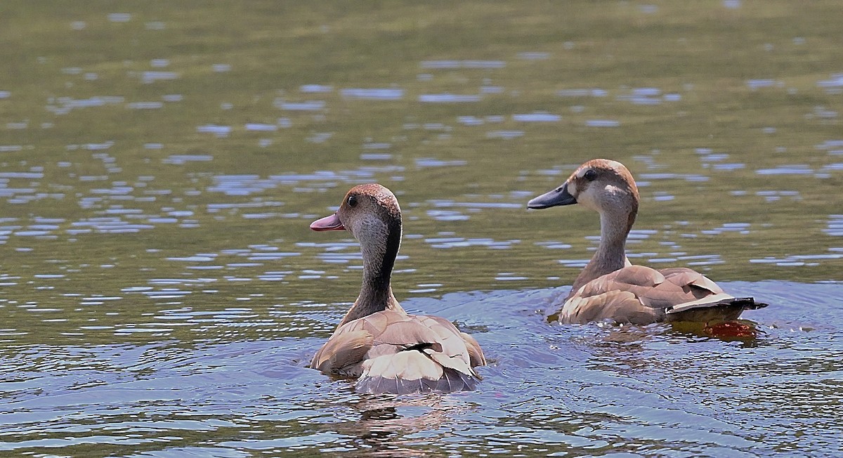 Pato Brasileño - ML645533636