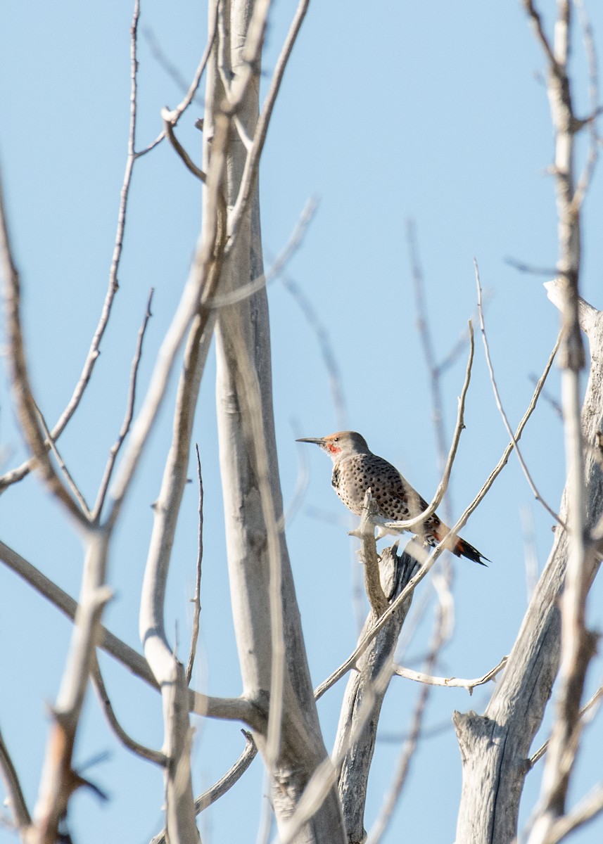 Carpintero Escapulario - ML645533637