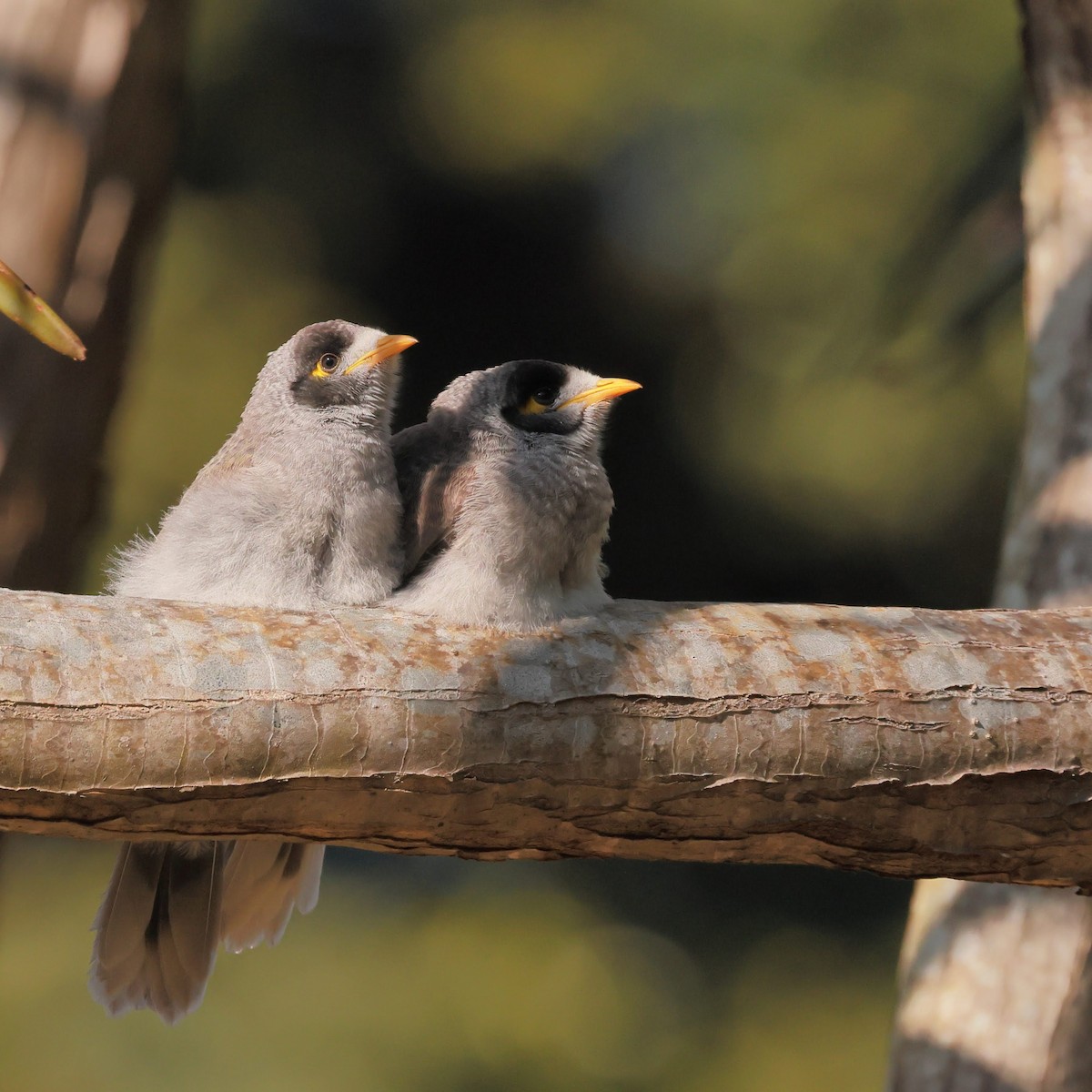 Mielero Chillón - ML645533638
